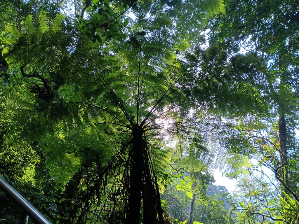 微笑山線二格山系銀河洞越嶺段_2986120