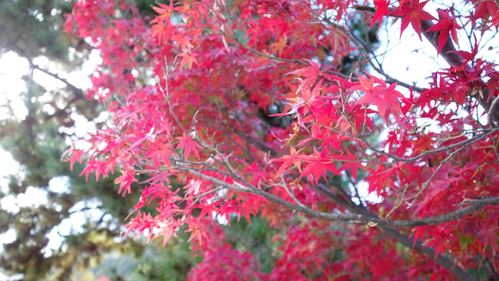 日本京都嵐山_651796