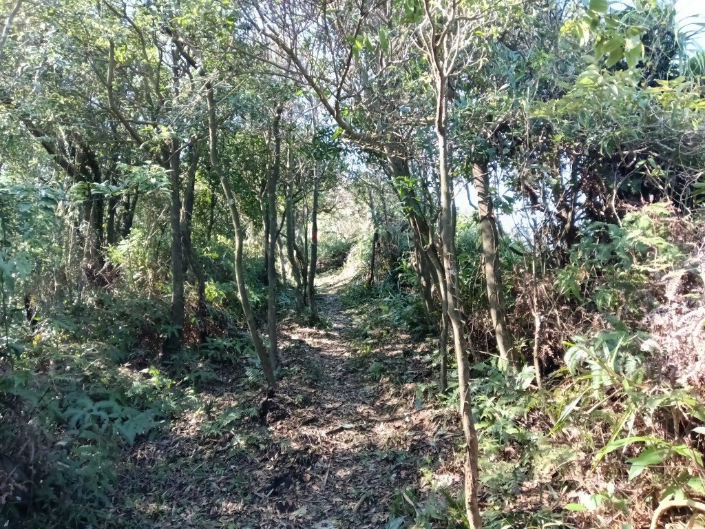 基隆市界寮縱走之七分寮山+友蚋山+印地安頭像+七汐農路O型_2967973