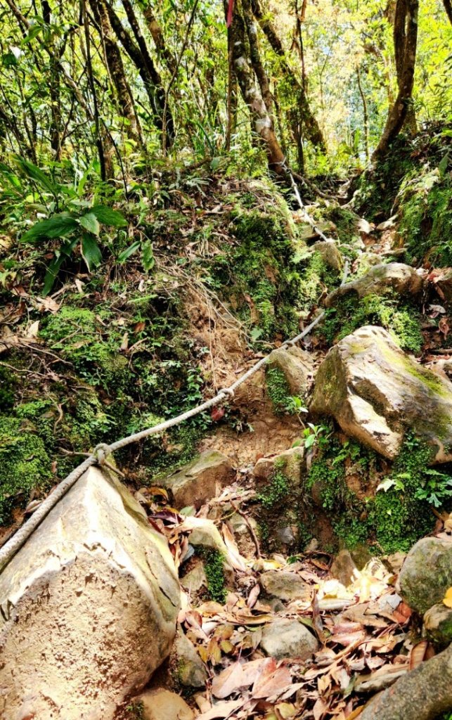 【中級山】與山毛櫸的邂逅，逐鹿山_2742660
