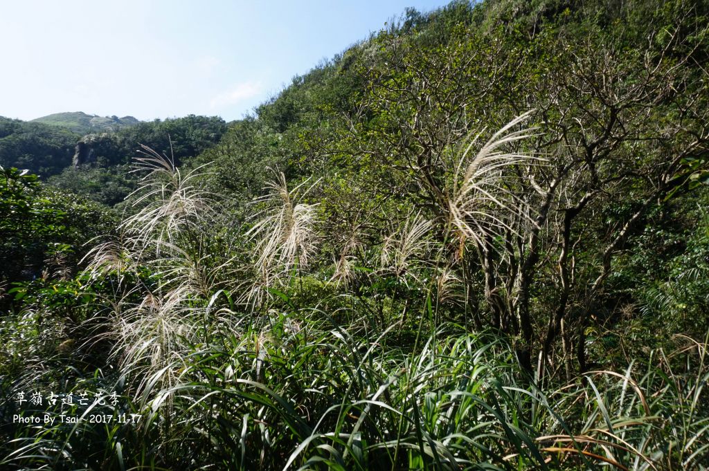 草嶺芒花季20171117_220192