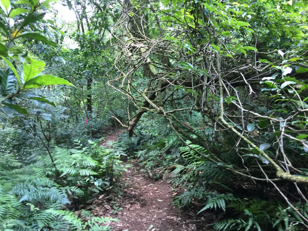 北五指山_坪頂古圳_內雙溪並荷蘭古道_407215