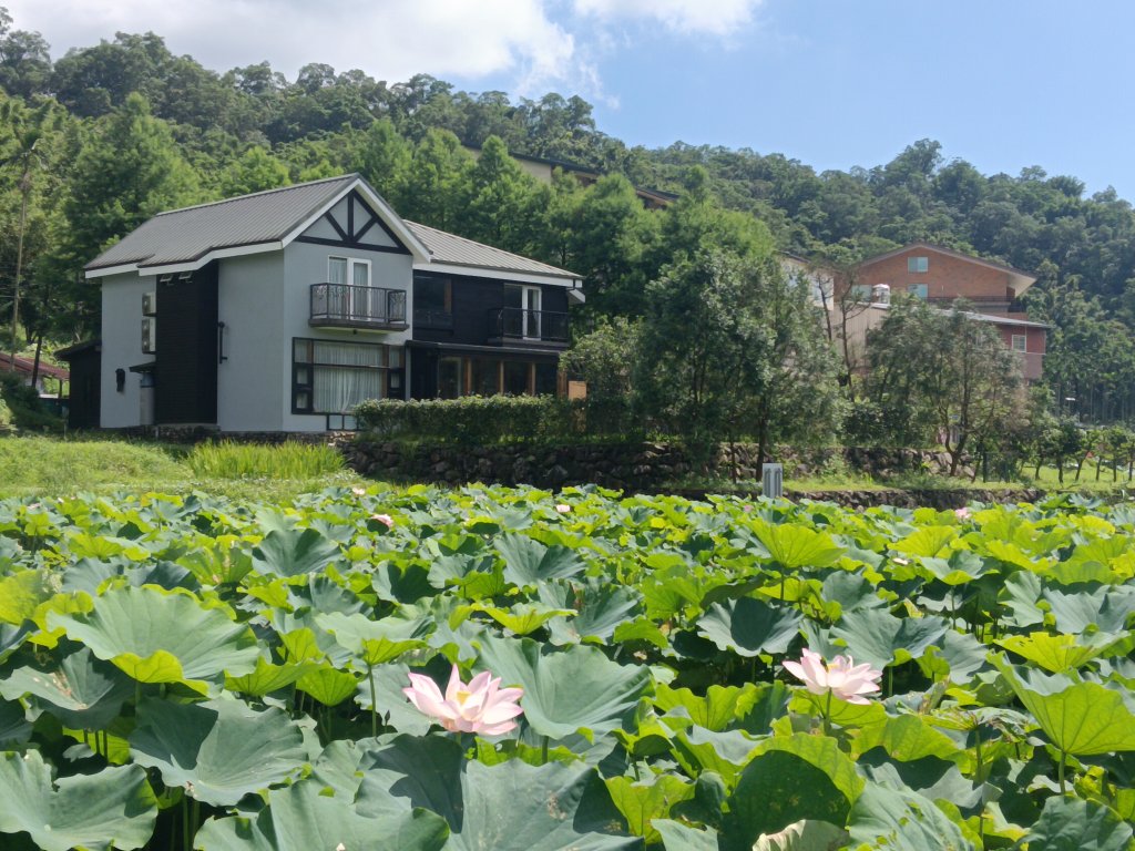 雙溪區彎穹夏日荷影_2806550