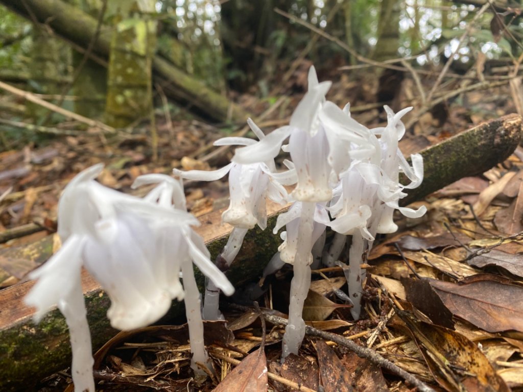 水社大山水晶蘭大爆發_881634