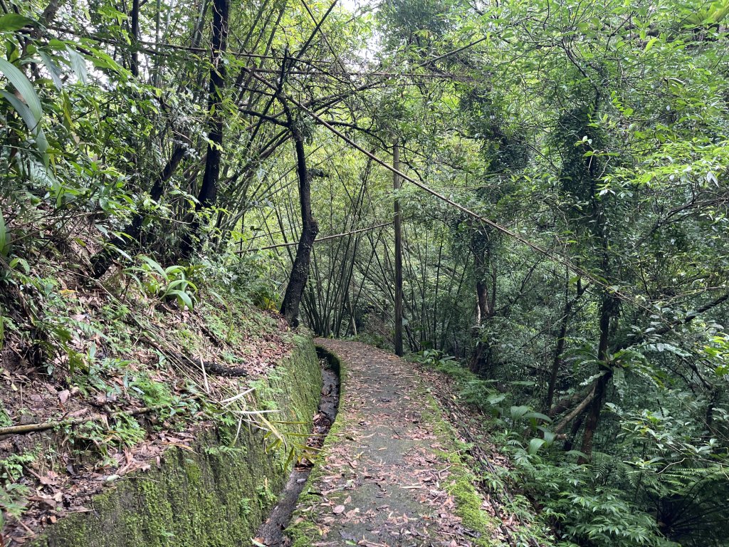 [微笑山線_第十一段] 2025_0803 五分山系_平溪小黃山段_2851102