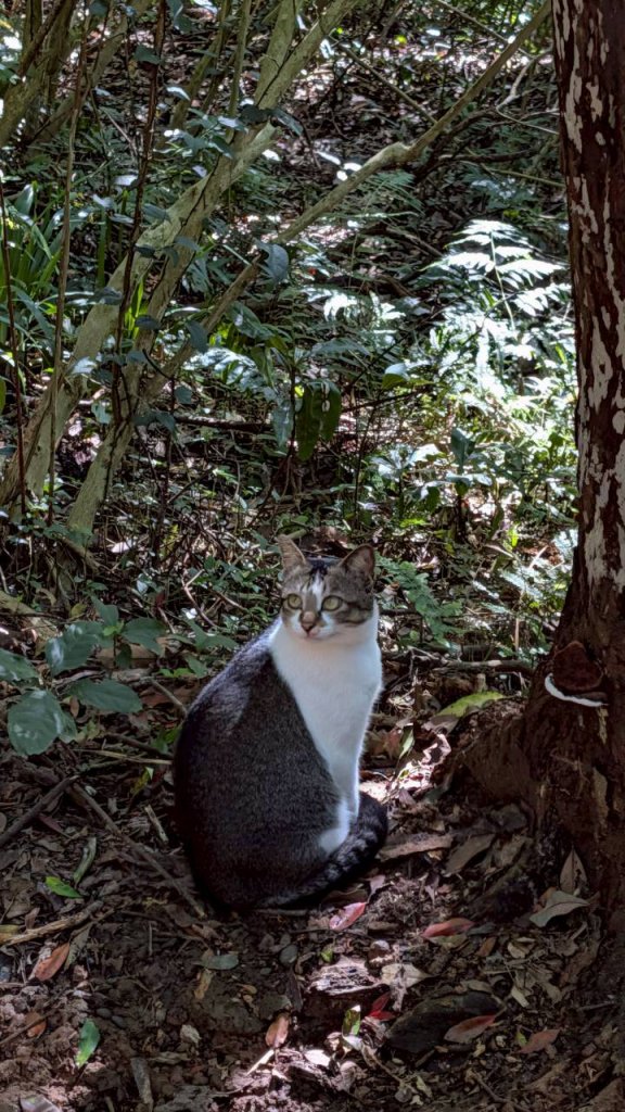 硬漢嶺步道(觀音山)_2935179