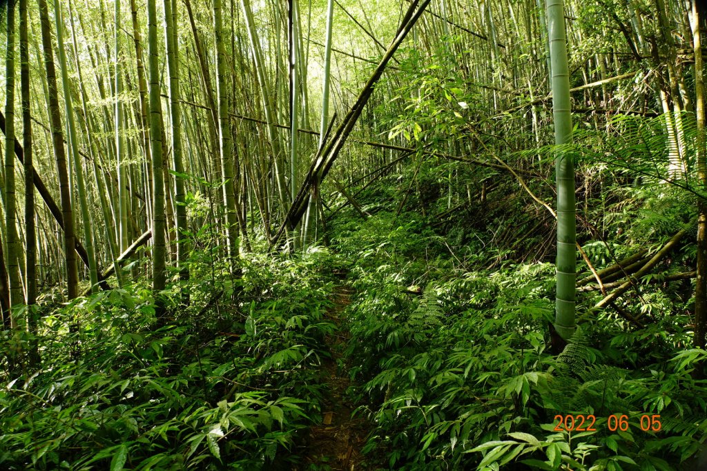 嘉義 竹崎 篤鼻山_1731359