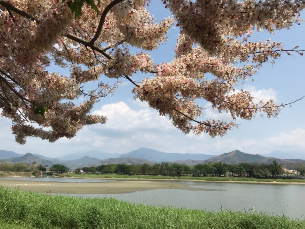 美濃湖環湖、花旗木封面圖