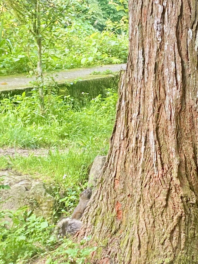 溪頭散步悠遊    2024.5.20_2517684