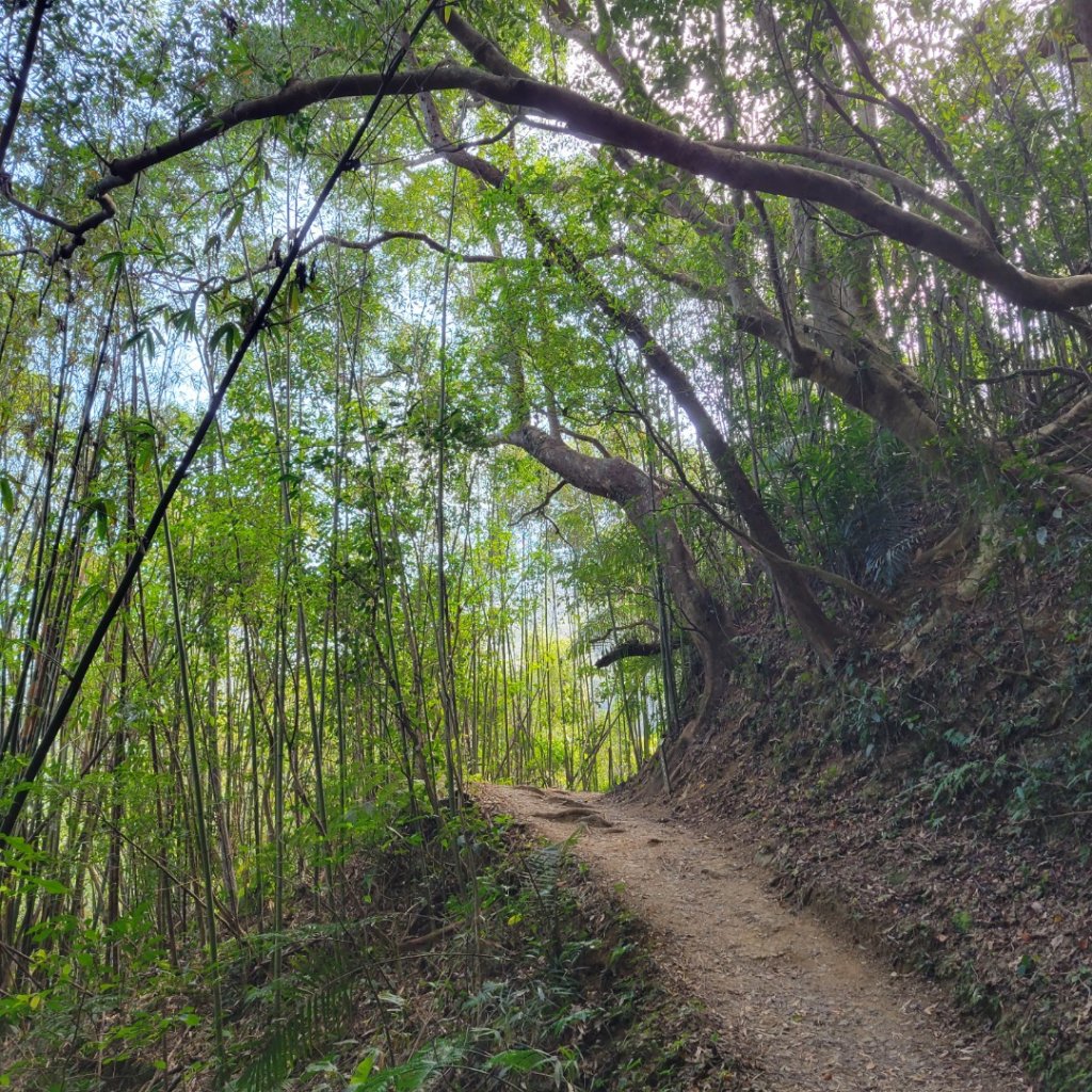 南坪古道、馬胎古道_1906790