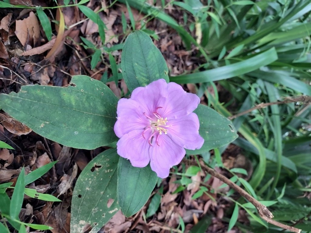 台北大縱走_1744008