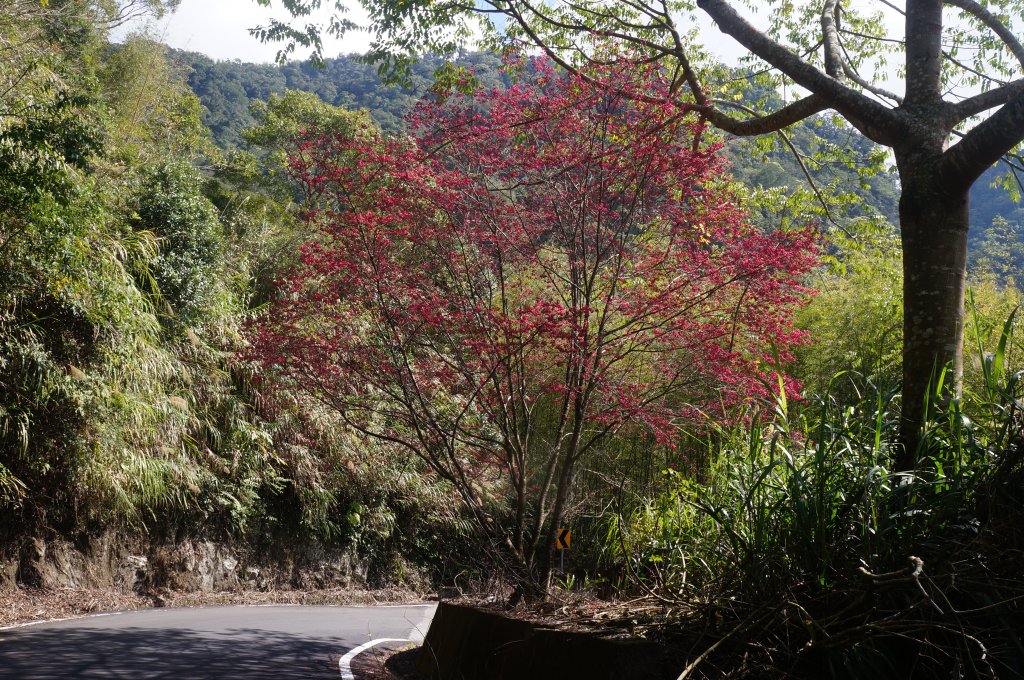 現在來石壁風景區九芎神木區賞花正是時候！_1614781