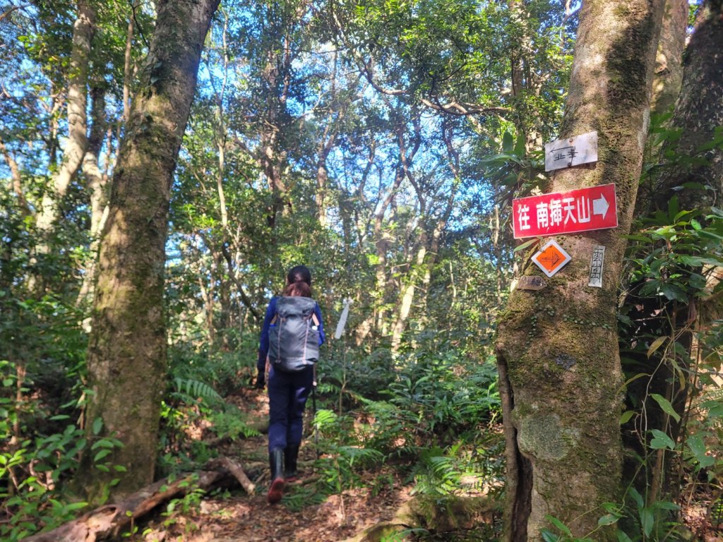 20231118 南插天山 魯培山 山毛櫸秘境_2355707