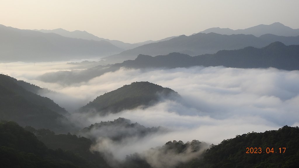 石碇十三股山/小格頭日出雲海+賞 #西施花 #松月櫻 孤挺花&桐花_2116932