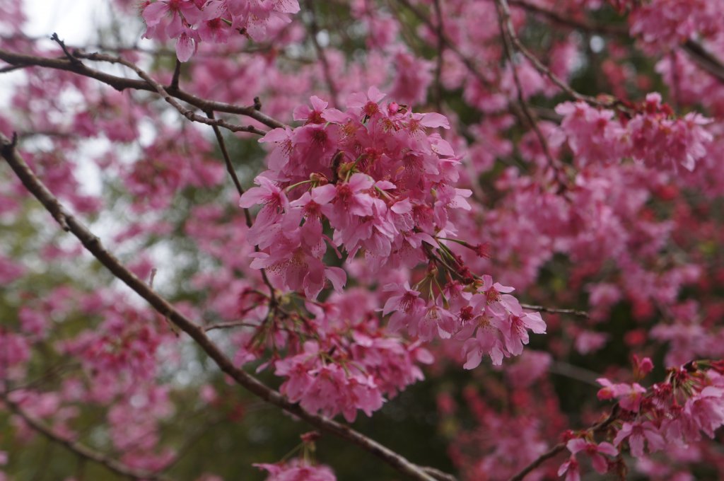 現在來石壁風景區九芎神木區賞花正是時候！_1614775