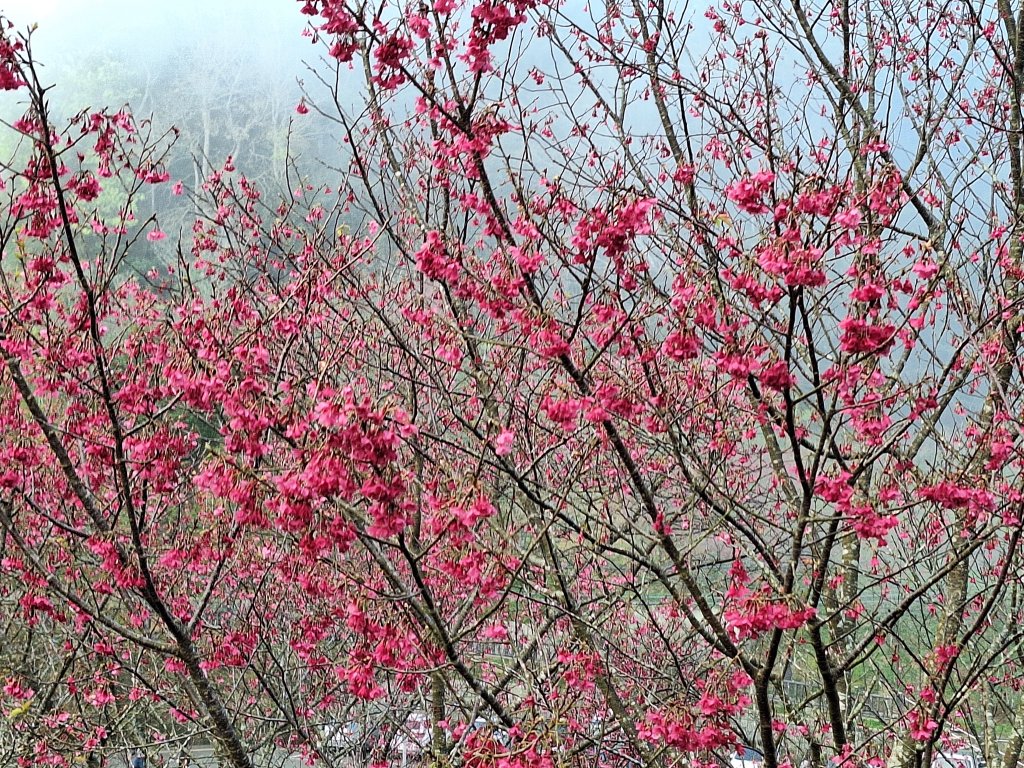 八角崠山+協雲宮櫻花步道20250215封面圖