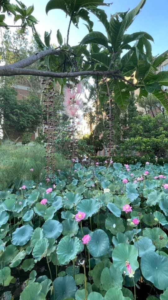 夜衝台大追ㄧ夜美人/穗花棋盤腳_2574199