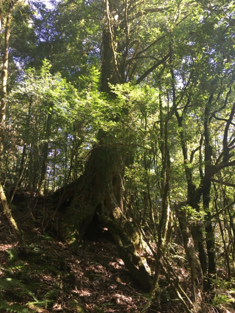 稍來小雪山步道_737072