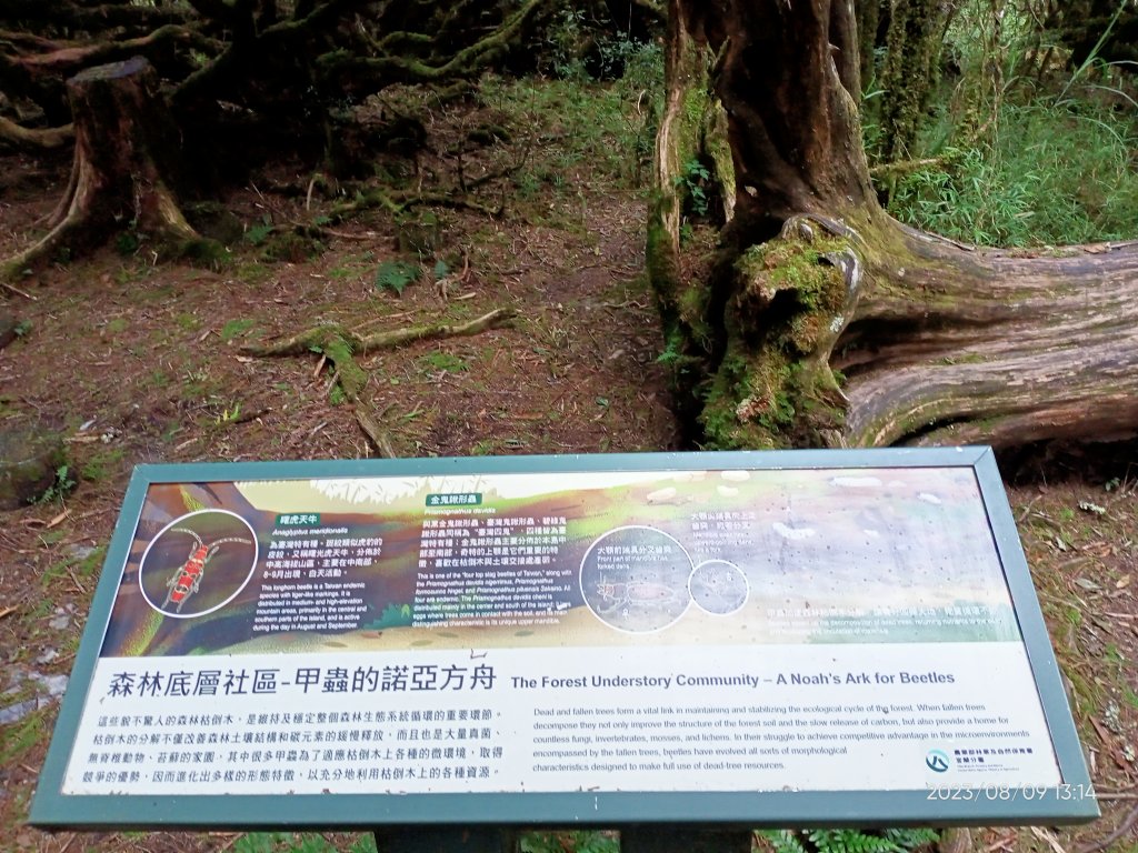 宜蘭太平山 - 檜木原始林步道、鐵杉林自然步道（2-2 太平詩路至翠峰景觀道路）【走路趣尋寶】_2245258