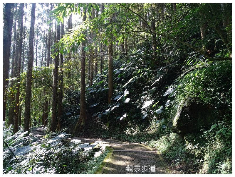 溪頭/山芙蓉之旅_712599