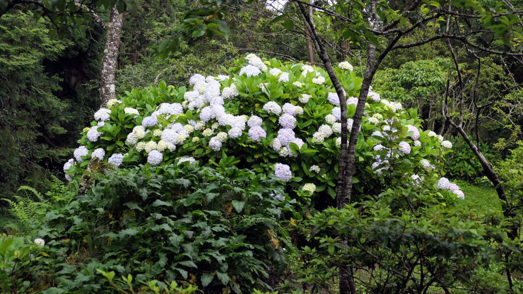 阿里山森遊區-祝山,對高岳步道_2537079