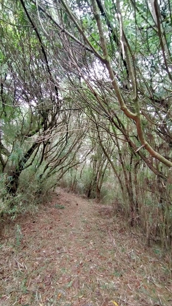 石水山 真鹿林山 鹿林天文台_1492545
