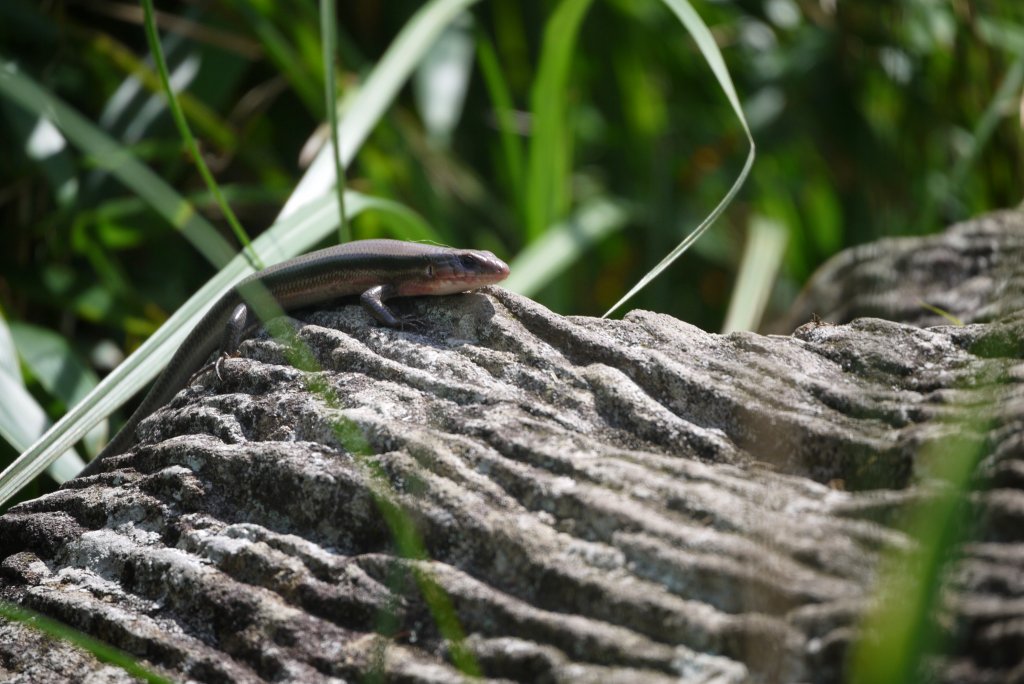 小觀音山O型一圈_631197