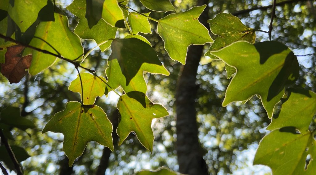 馬那邦山_2597597