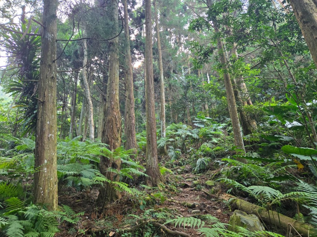水雲三星～上島山（鳥嘴山）_2931241