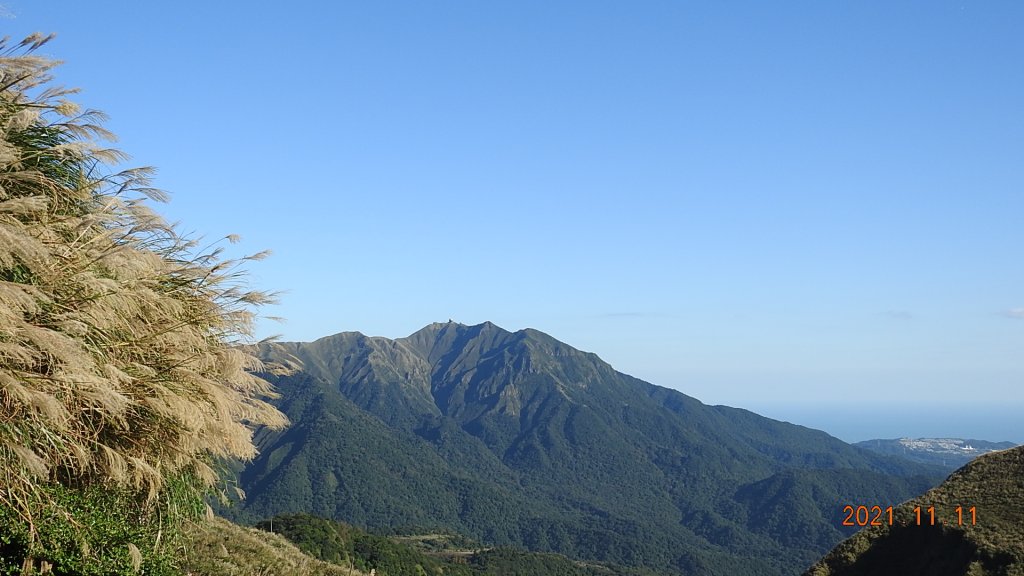 秋高氣爽芒花季再度陽明山天際線-七星山主東峰+大屯山主南西峰向天面天山O型+小觀音山主西南峰共10峰_1511056