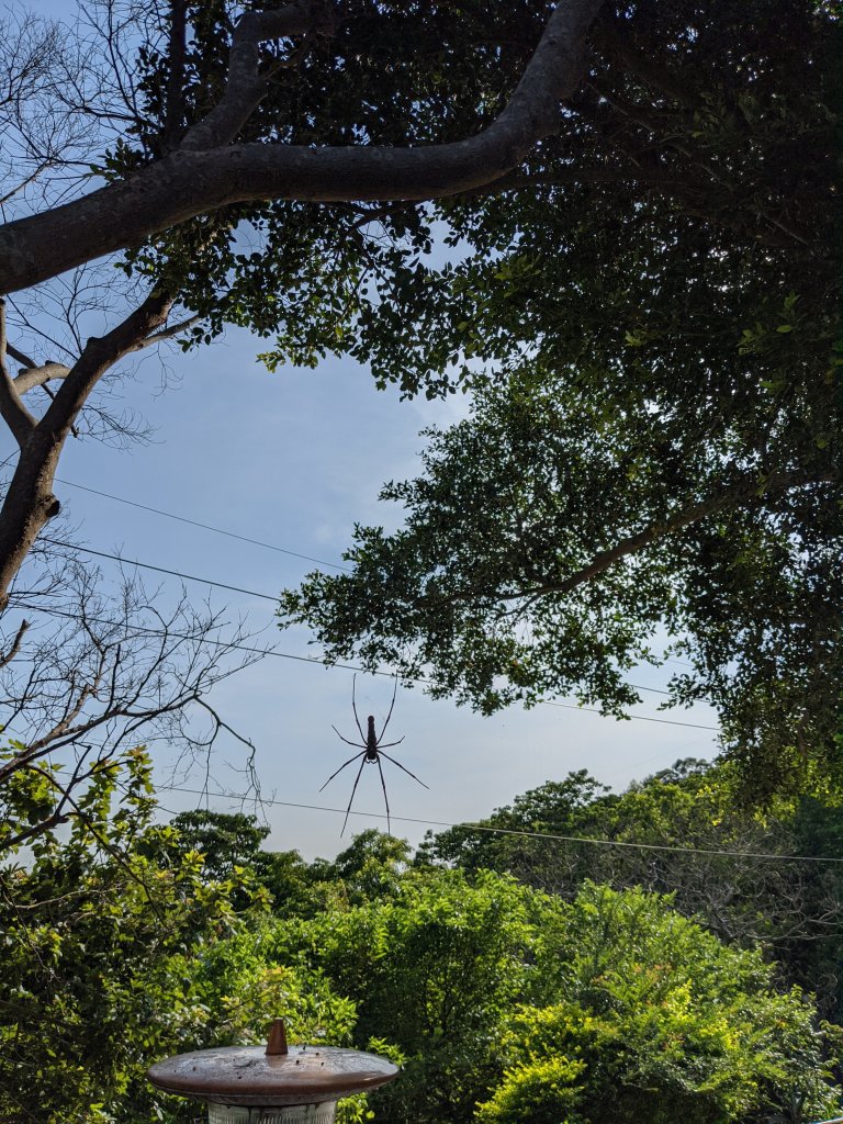 龜山到新莊 樟腦寮 牡丹心(青年公園)_1055995