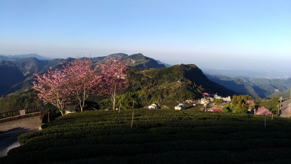 頂石棹步道+彌陀禪寺+二延平步道賞櫻健走_276733