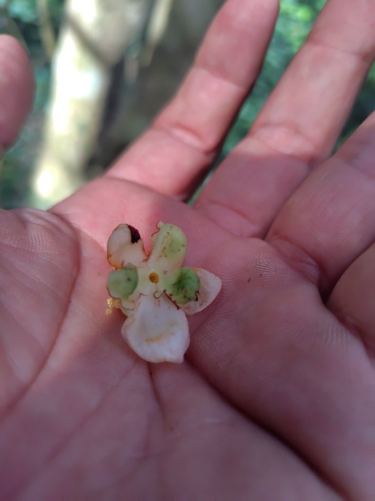 多納六秀 京大山_2957523