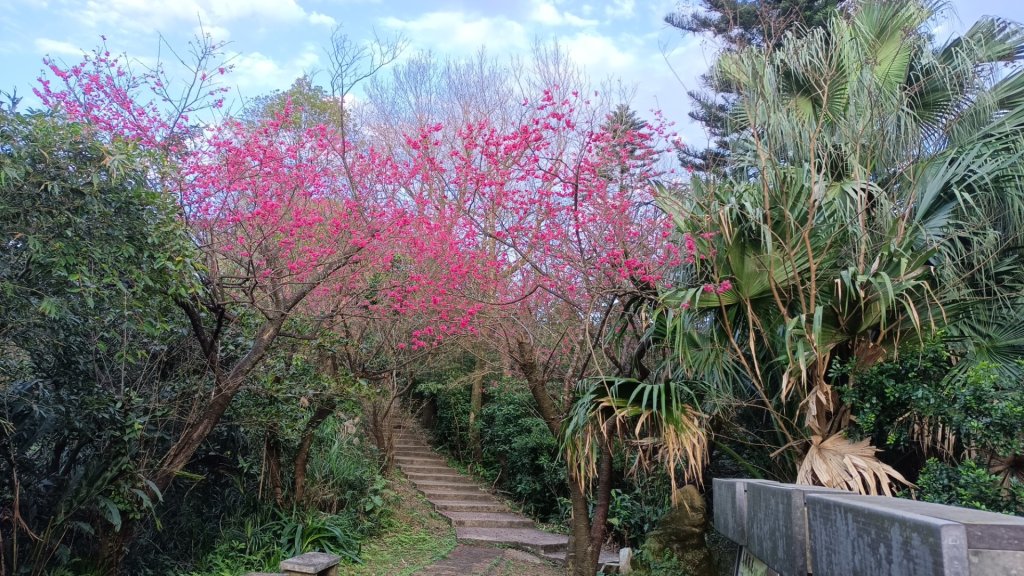 小年夜紅淡山封面圖