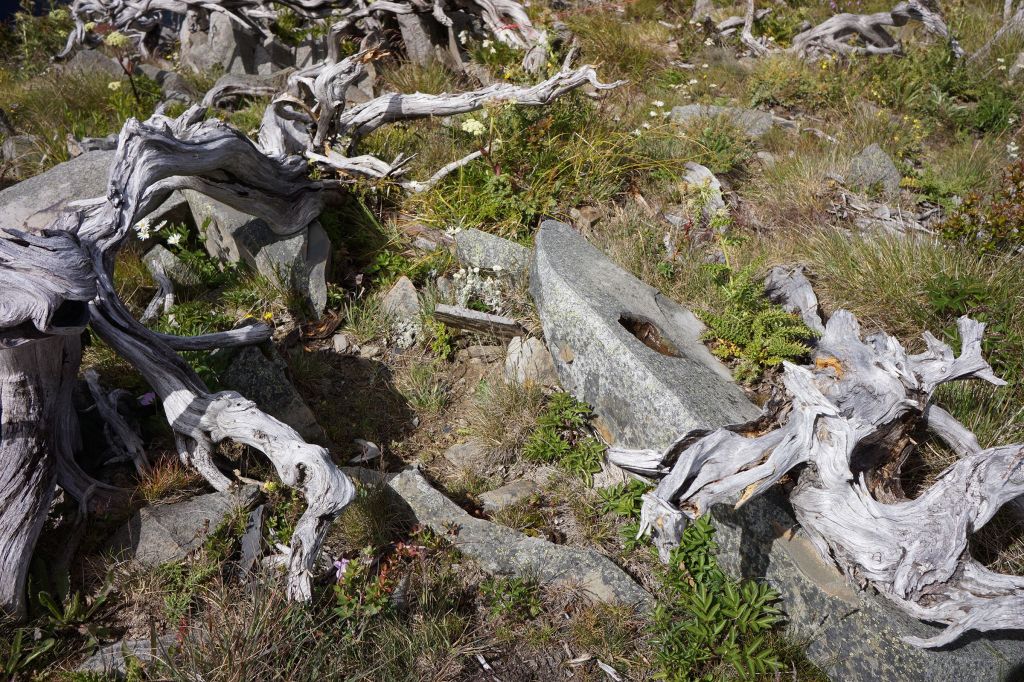 雪山主東行_399178