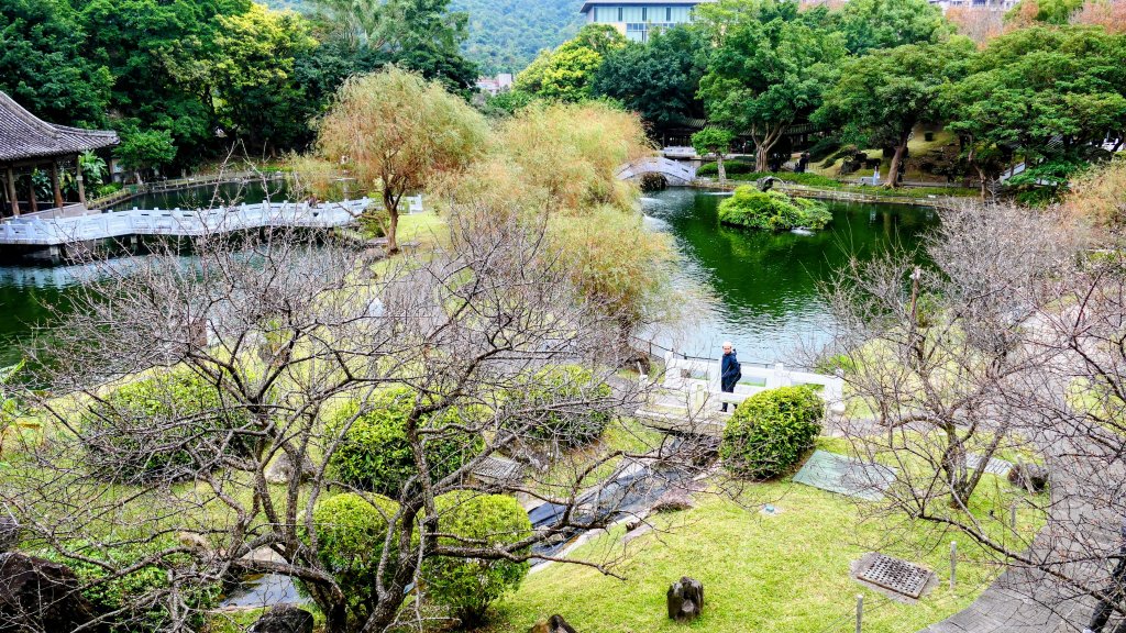 原民落羽松影_2685943