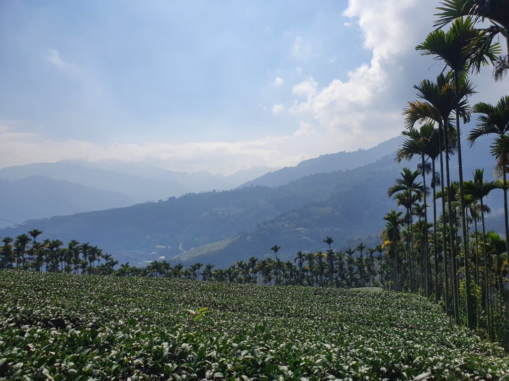 樟湖山6.8號步道_1233541