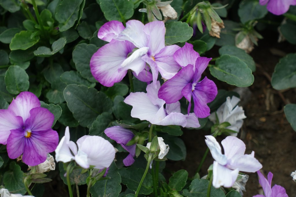 古亭河濱公園紫色花海_1286090