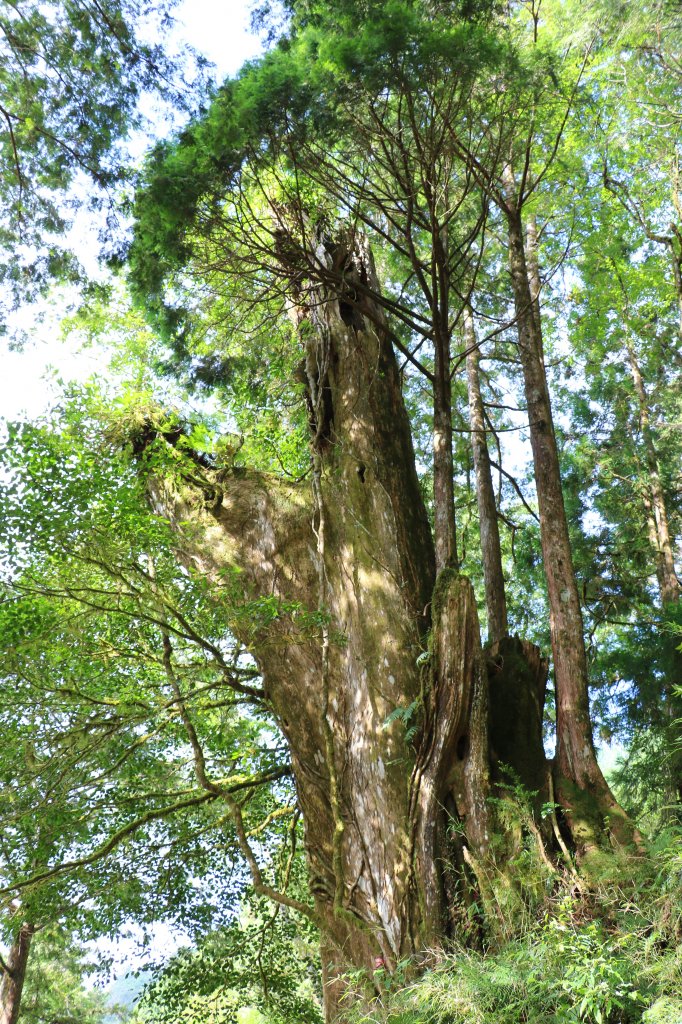 全球最美28條小路之一~見晴懷古步道_754277