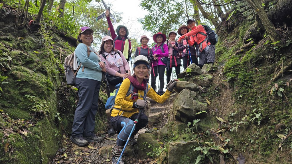 2025貓空杏花林杏花大爆發，粉紅、深紅及白色杏花爭奇鬥艷，從公車站步行20分鐘即抵達封面圖