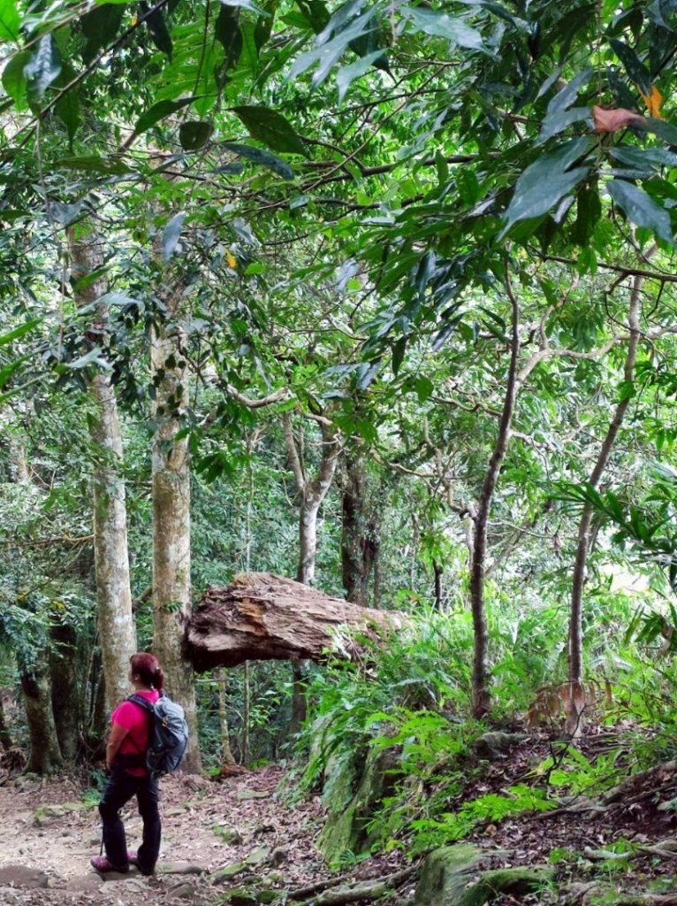 馬那邦山（珠湖登山口）_2933947