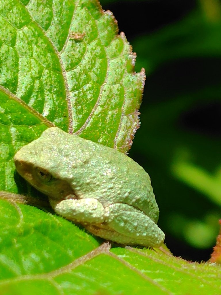沙里仙林道、沙里仙溪、同富山/埔沙山、東埔山、阿毛巨木_2812528