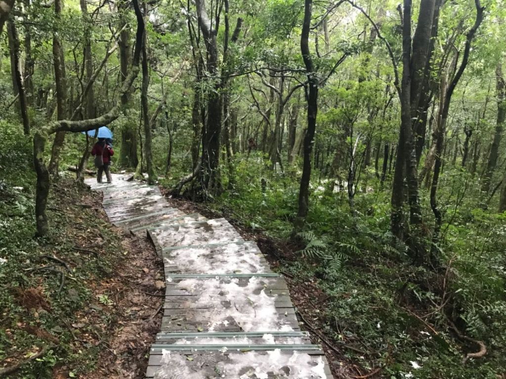 東眼山初體驗和追雪行_268214