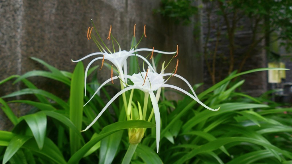 水鬼蕉（蜘蛛百合）封面圖