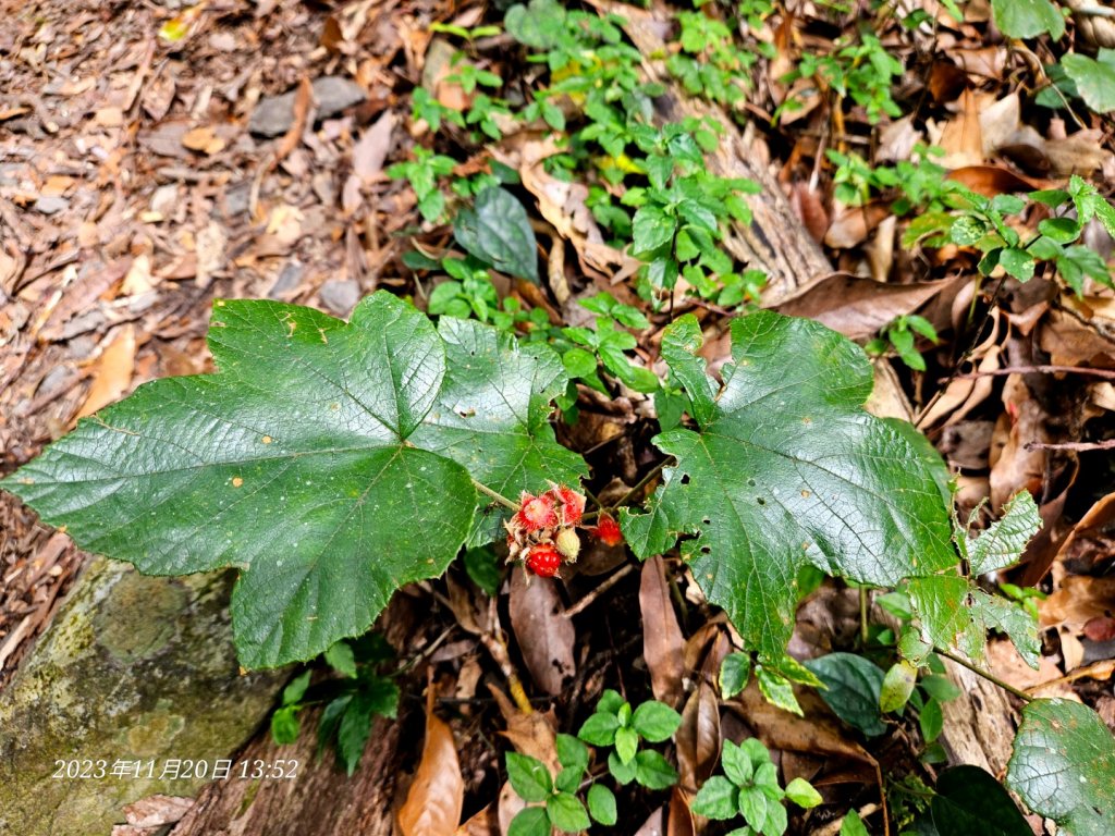 復興三尖之夫婦山_2356645