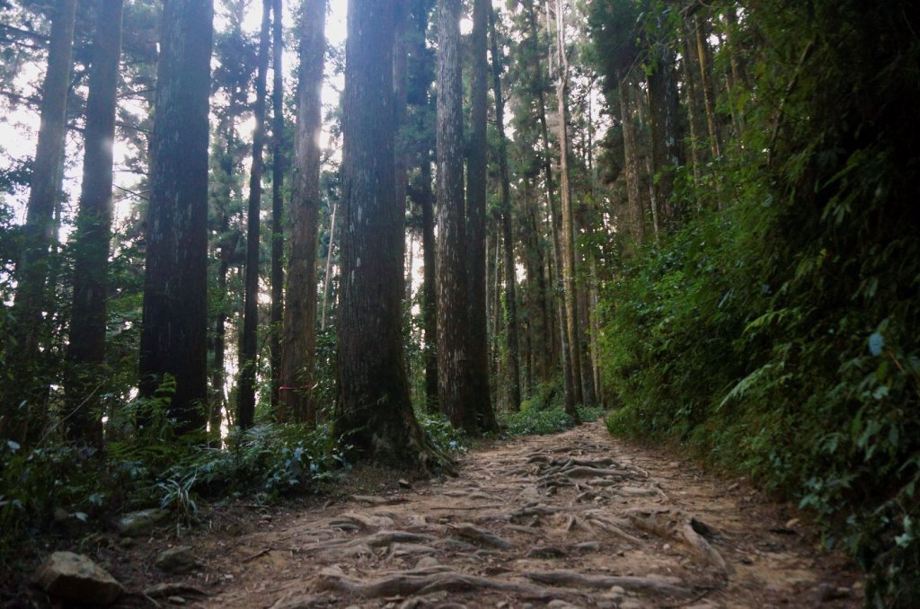 奮起湖大凍山步道_2011452