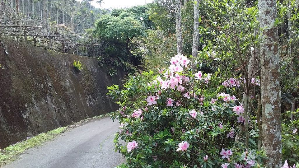 (尚未整理)【嘉義】塘湖古道阿里山鐵路_305125