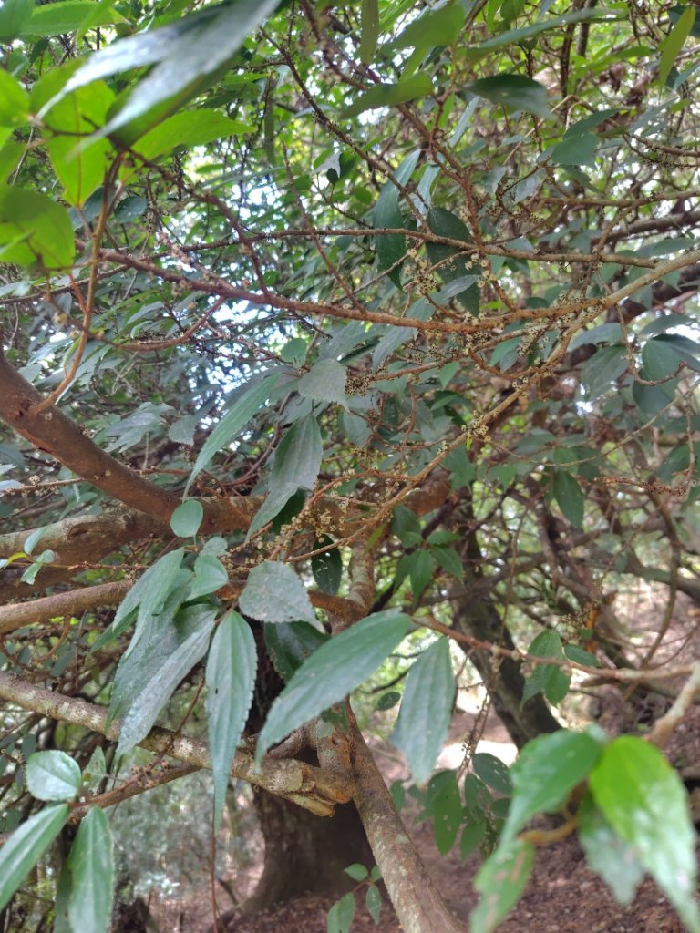 東埔走八通關古道訪龍貓公車繞對關山O型_2962853