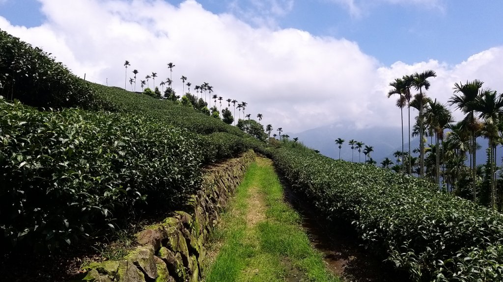 220820-後棟仔山（挑筍古道）_2160789
