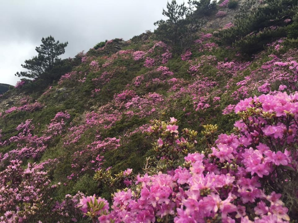 合歡北峰的驚艶_47945